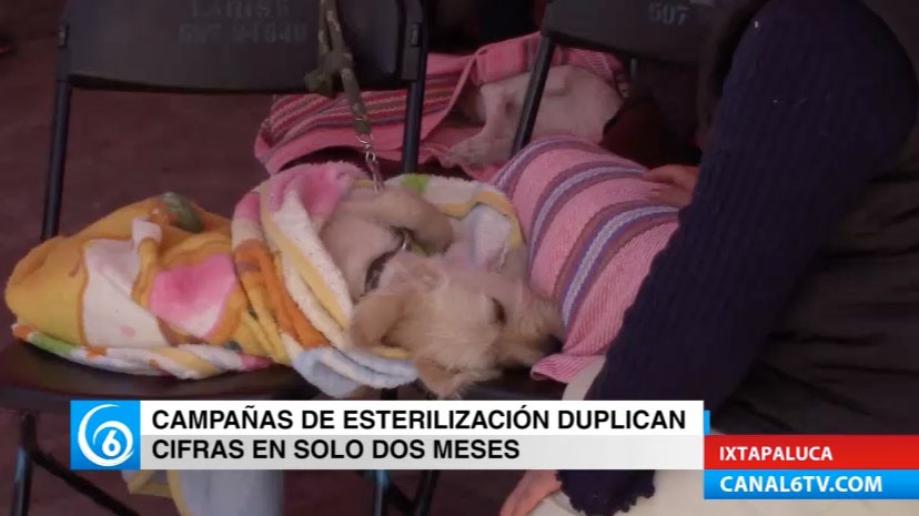 Jornada de esterilización animal en Ixtapaluca duplica lo hecho en 2017