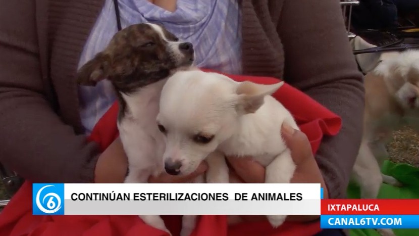 Continúan las campañas de esterilización animal gratuita para evitar el abandono