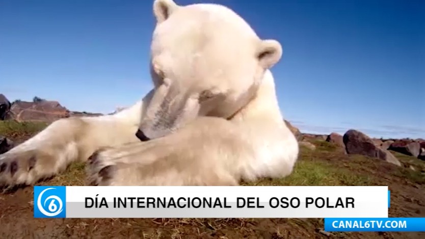 Cada 27 de febrero se celebra el Día Internacional del oso polar