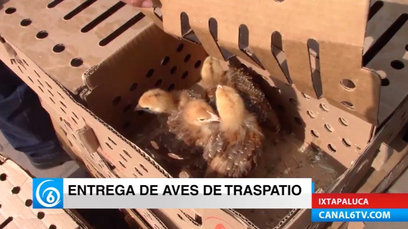 Dirección de Desarrollo Urbano realizó la entrega de aves de traspatio