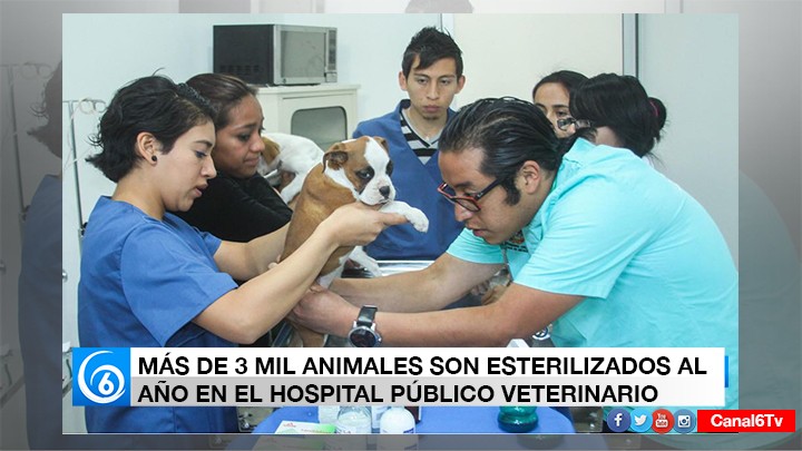 EL HOSPITAL PÚBLICO VETERINARIO ESTERILIZA A MÁS DE 3 MIL ANIMALES AL AÑO