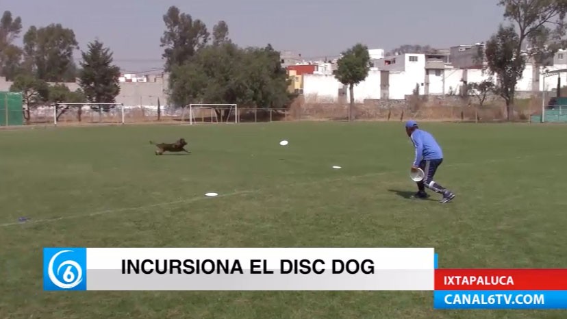 Dirección de Ecología invita a presenciar la primera exhibición de Disc Dog