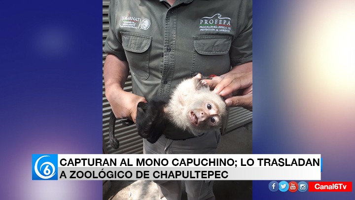 Mono capuchino de Las Lomas fue capturado