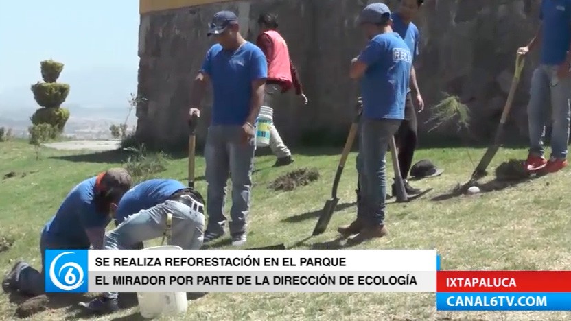 Realizan reforestación en el parque El Mirador en San Buenaventura