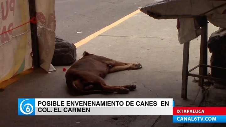 Habitantes de la colonia El Carmen, denuncian posible envenenamiento de canes en la zona