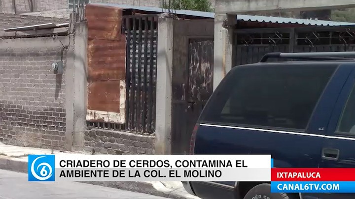 Denuncian criadero de cerdos que contamina el ambiente y afecta a los vecinos de la colonia El Molino