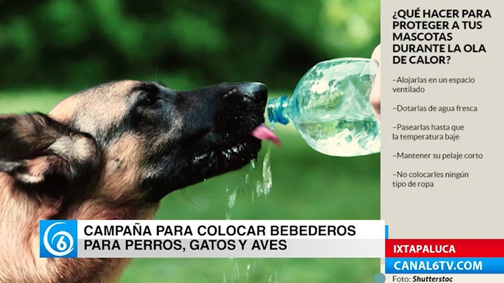 En Ixtapaluca realizan campaña para colocar bebederos para perros, gatos y aves como manera prevenirles un golpe de calor