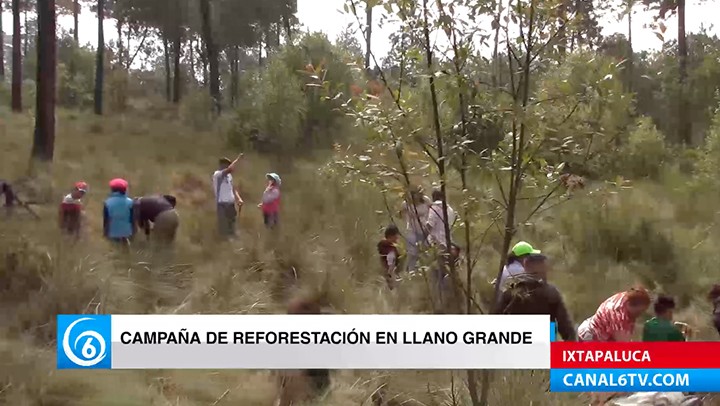 Inicio la campaña de reforestación masiva en Llano Grande, en el municipio de Ixtapaluca