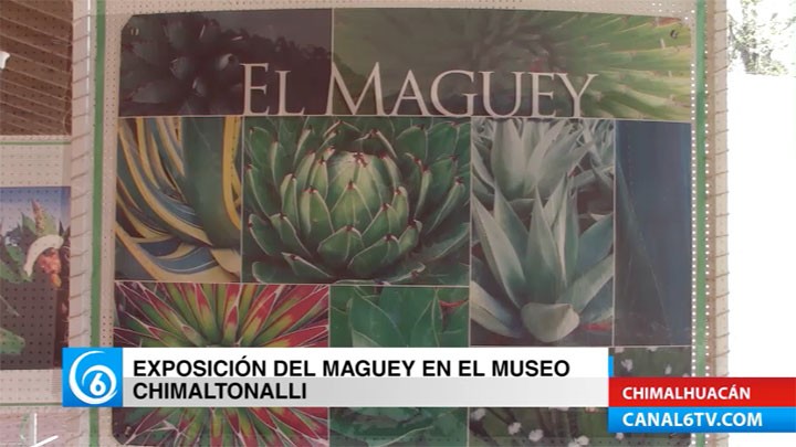 Realizan la exposición del maguey en el museo Chimaltonalli en Chimalhuacán