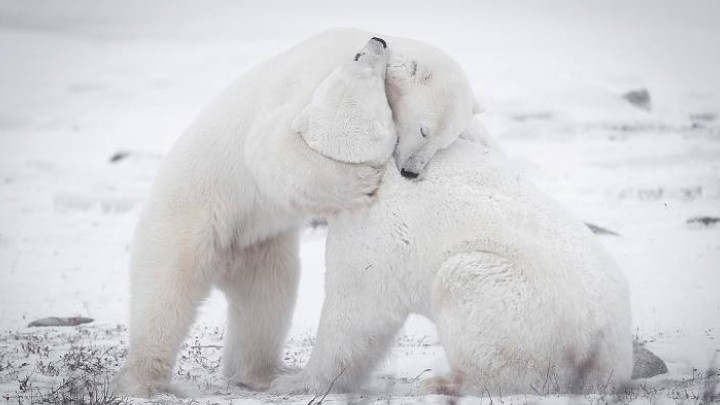 Calor de invierno para los osos polares