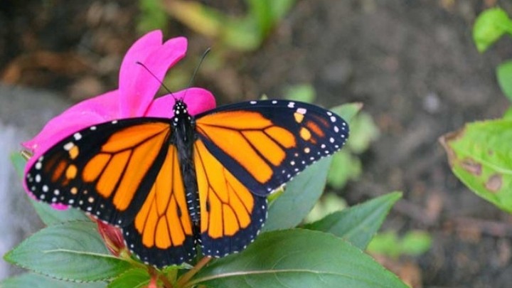 Mariposa Monarca aumentó población en Estado de México