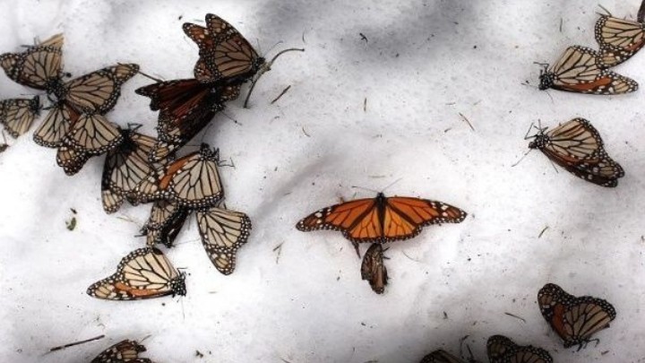 Por deforestación la mariposa monarca podría desaparecer