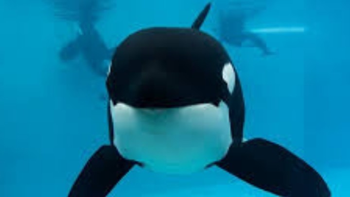 ¿Sabías que las orcas asesinas son pacíficas y sensibles?