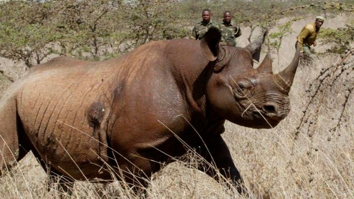 En Sudáfrica se reduce un 25% la caza de rinocerontes, pero siguen aún en grave riesgo