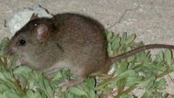 El Gobierno de Australia reportan que por cambio climático causa la extinción de roedor australiano
