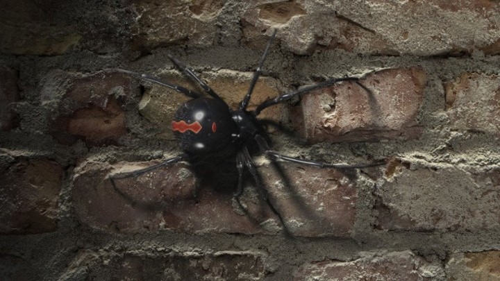 En Sudáfrica descubren la araña \