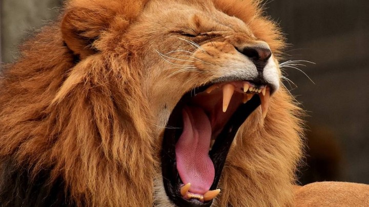 ¿Sabes a qué distancia puede escucharse el rugido de un león?