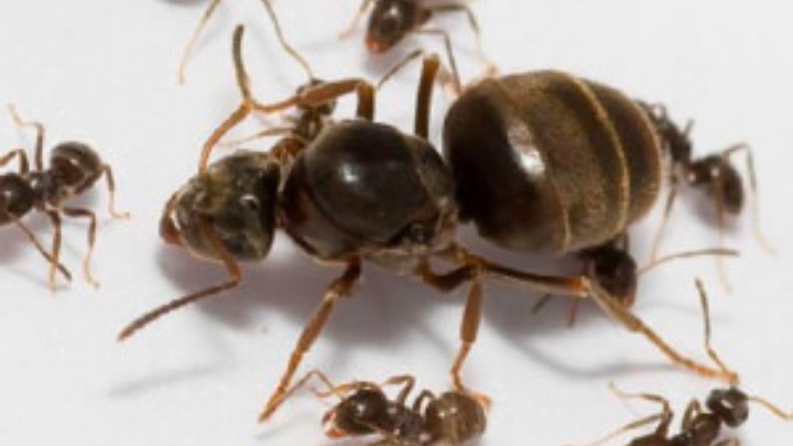 ¿Qué ocurre entonces cuando la hormiga reina muere y deja de poner huevos?