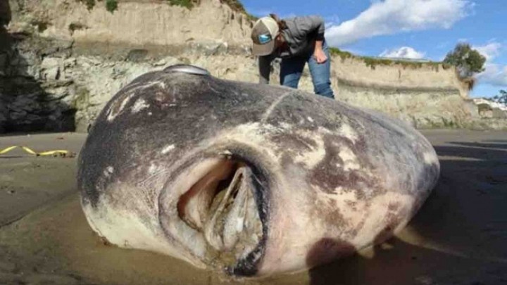 En playa de California encontraron raro y gigantesco pez