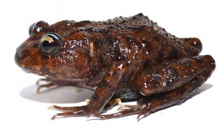 Descubren una nueva especie de rana en Ecuador