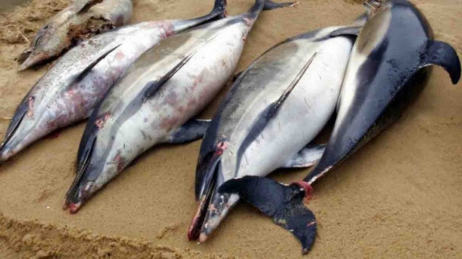 En este año mil 100 delfines fueron encontrados muertos en Francia