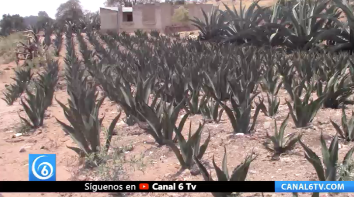 Programa de trazabilidad del maguey en el municipio de Ixtapaluca