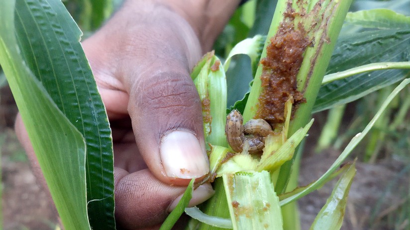 Una plaga de larvas hambrientas pone en peligro la agricultura en todo el mundo