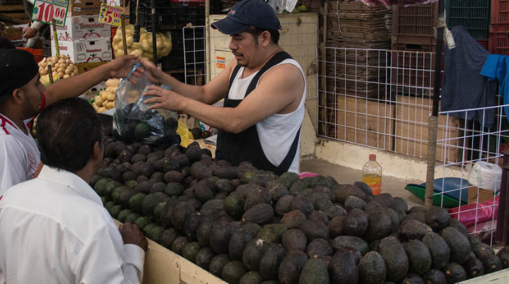 Cultivo de aguacate causa degradación y desertificación en el Estado de Michoacán