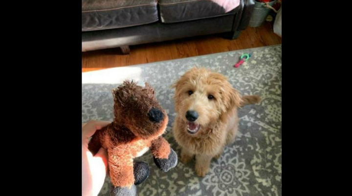 Perrito, se emociona mientras mira cómo reparan su juguete favorito