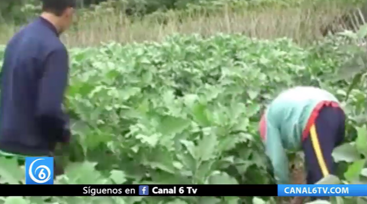 Peligro en el campo mexicano, tendrá 30% menos de recurso para el 2020