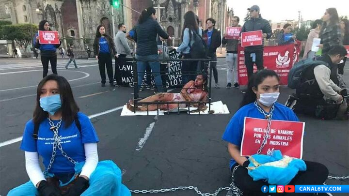 Activistas se encadenan en Palacio Nacional por la liberación animal