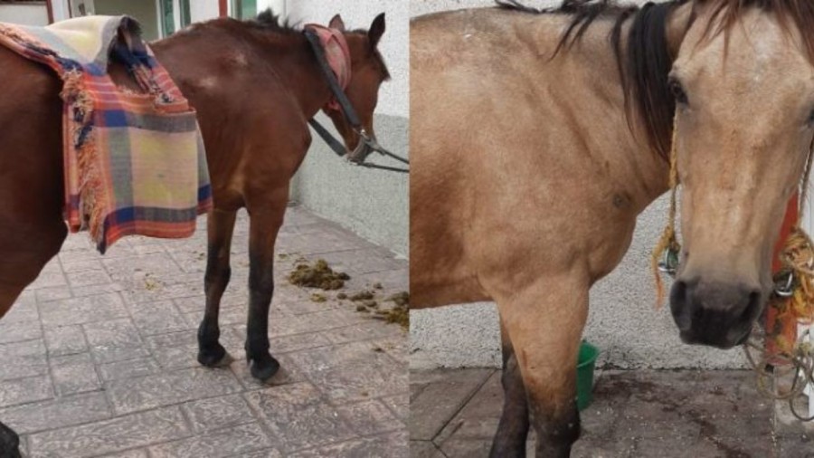 Denuncian incumplimiento en los rescates de animales en Los Reyes La Paz