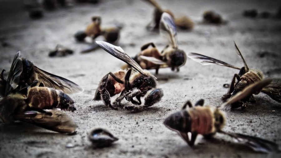 Reportan muertes masivas de abejas