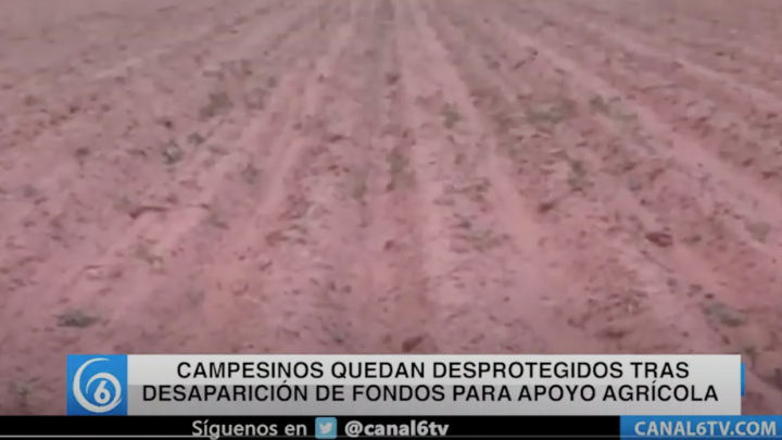 Campesinos quedan desprotegidos tras desaparición de fondos para apoyo agrícola