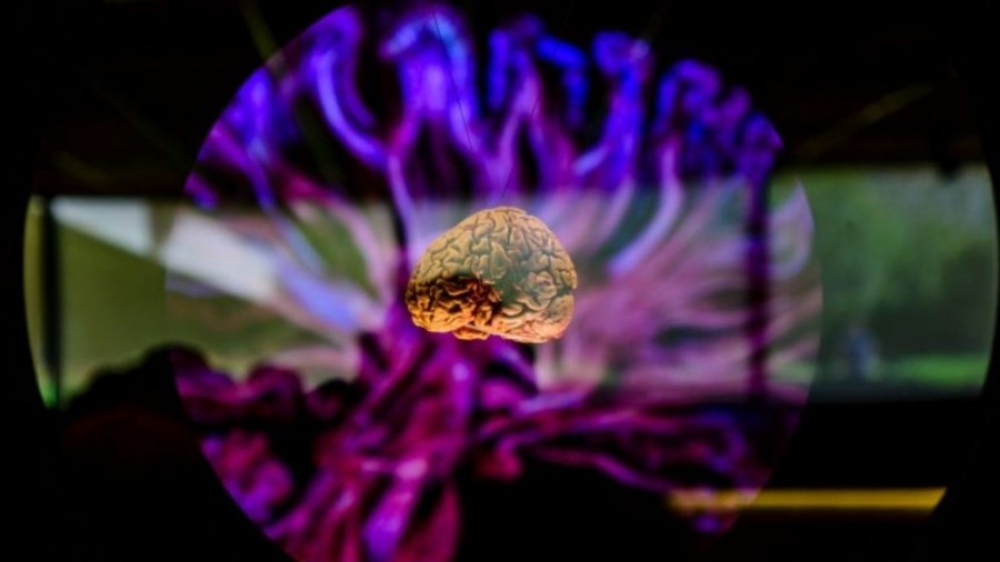 Estiman envejecimiento cerebral a partir de los 25 años