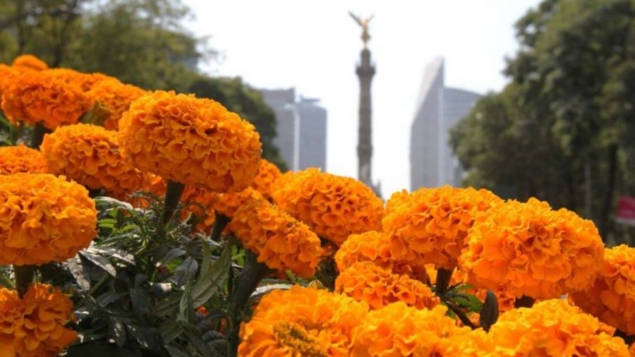 México no figura en el mercado internacional de la flor de cempasúchil