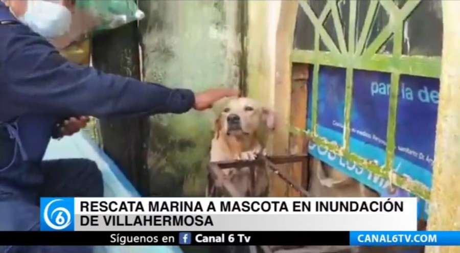 Rescata Marina a mascota en inundación de Villahermosa