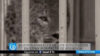 Mueren animales de los zoológicos en CDMX por falta de atención