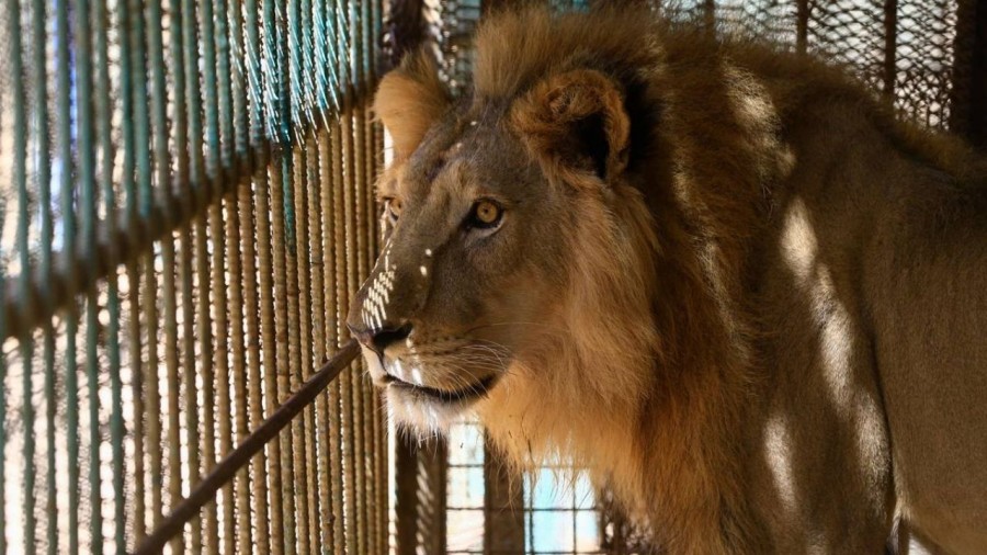 Positivo a Covid-19, cuatro leones en Barcelona