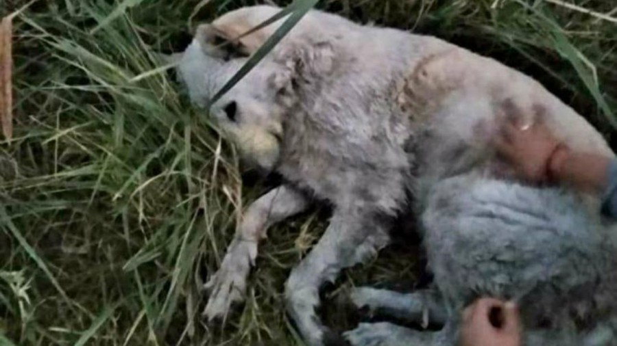 Con arma de fuego, asesinan a por lo menos 10 perros en el EdoMex