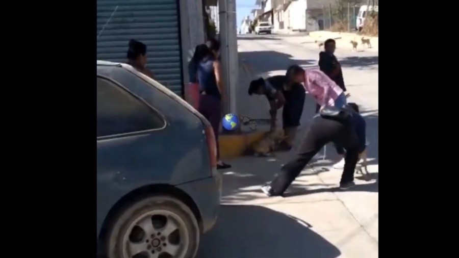 Golpean brutalmente a pitbull que atacó a perro chihuahua en Ixtapaluca