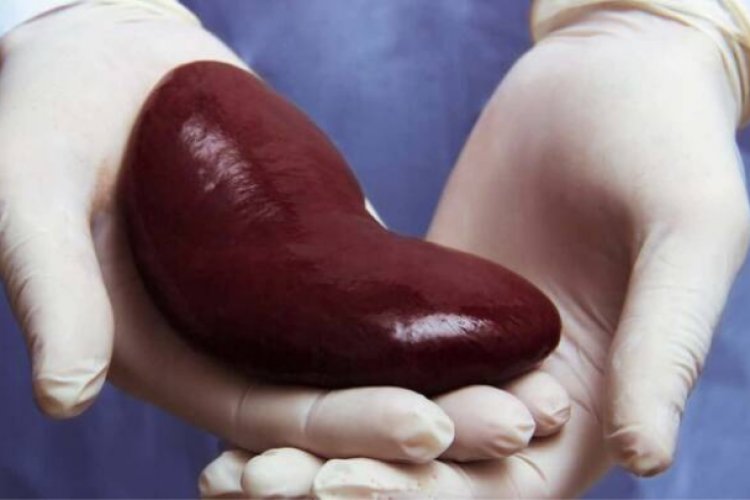 Hasta por tres años, más de 17 mil mexicanos esperan trasplante de riñón