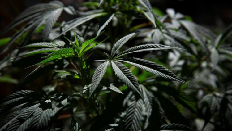 Senado avala regulación de la marihuana