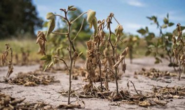 Catástrofes naturales dejan pérdidas de 280 mil mdd a la agricultura