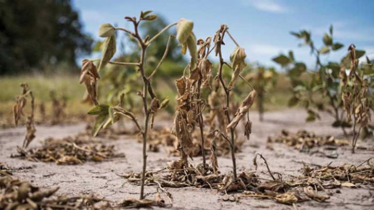 Catástrofes naturales dejan pérdidas de 280 mil mdd a la agricultura