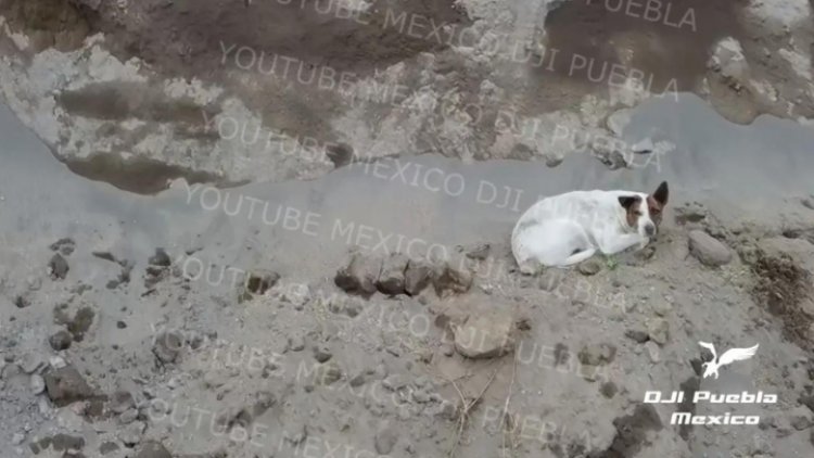 Dron ubica a otro perro atrapado en socavón de Puebla