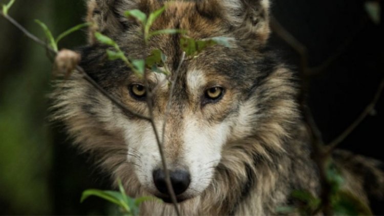 Remodelan centro de conservación de lobo gris mexicano