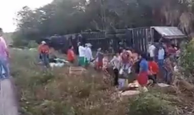 Rapiñan pavos de tráiler volcado en Campeche