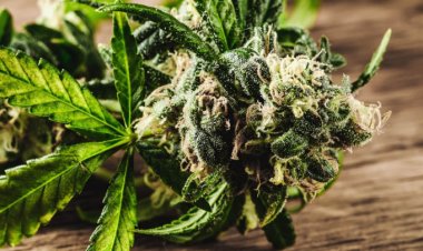 SCJN despenaliza uso lúdico de la Marihuana