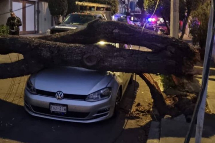 Árbol de 15 metros cae sobre autos en Coyoacán